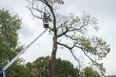 Tree Removal Operations