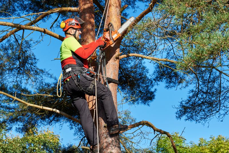Specialized Tree Removal Services