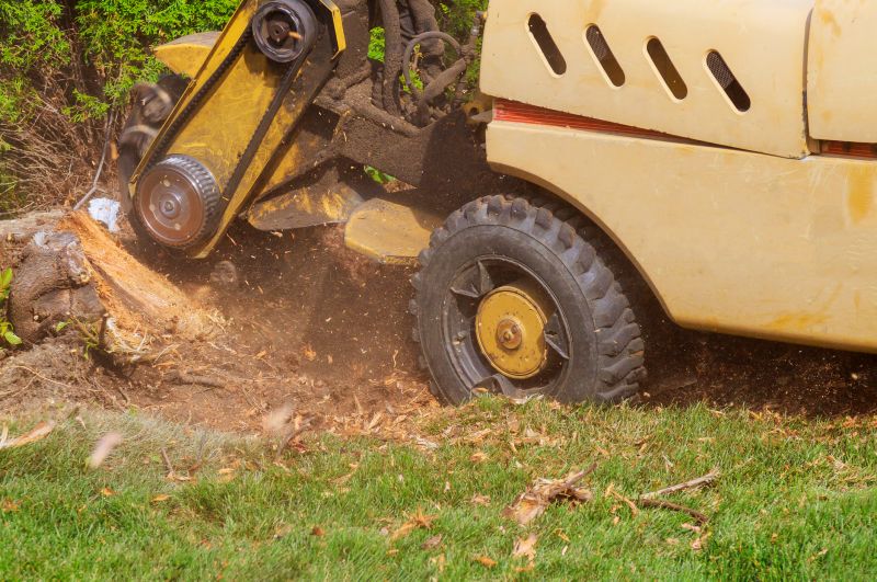 Stump Grinding and Root Removal