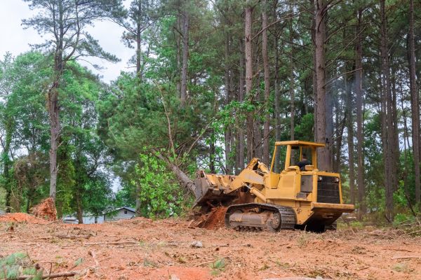 Cost of Forest Thinning in Canton